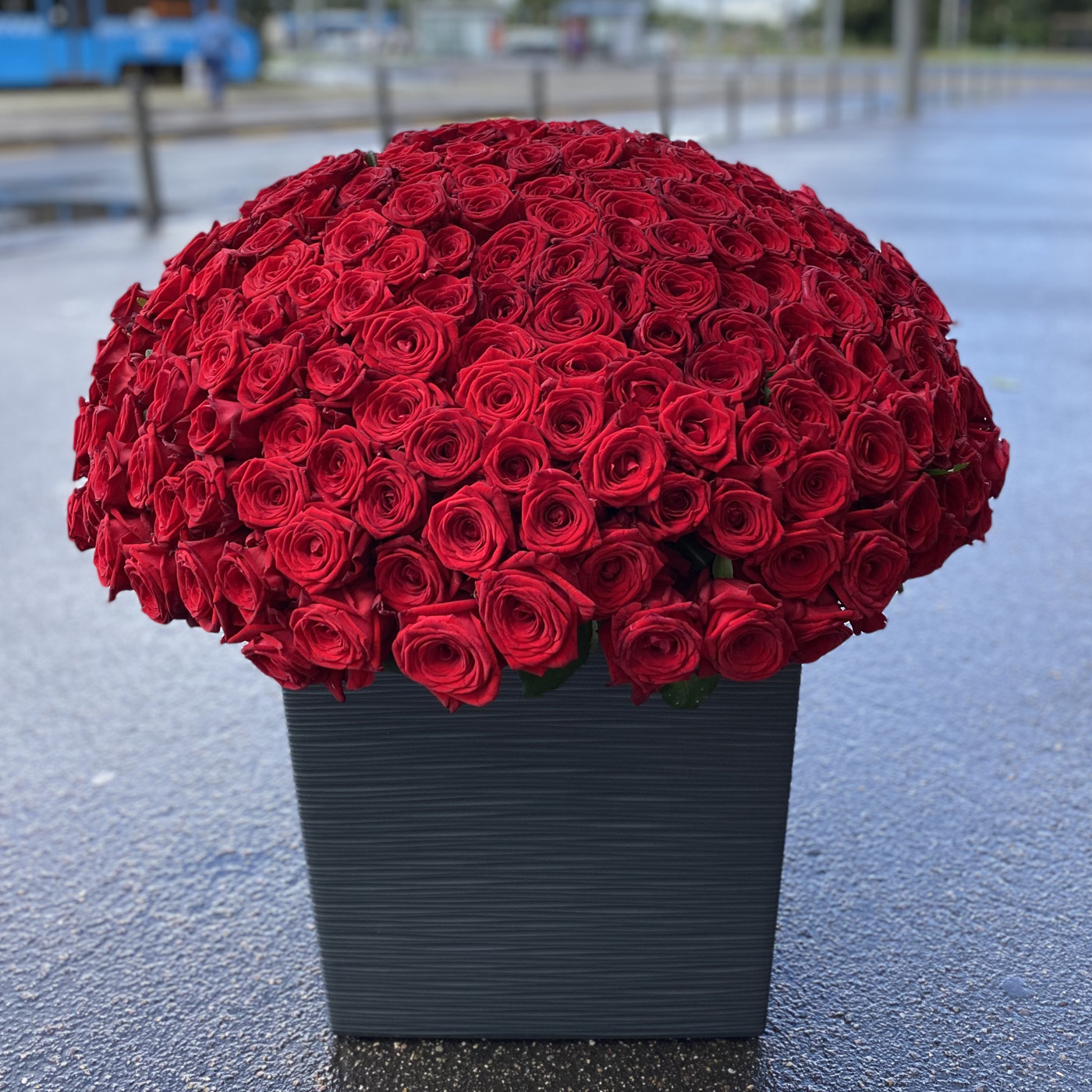 301 красная роза 60 см.