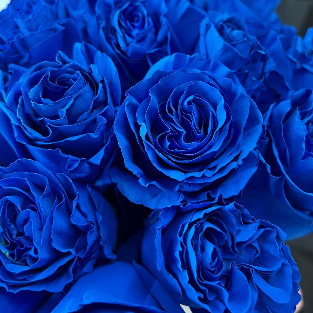 Букет из 201 синей и белой розы в коробке